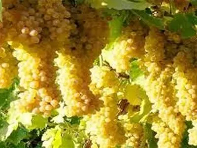 شهر جهانی انگور کجاست؟