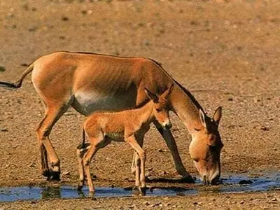 تولد سومین کره گورخرایرانی در پارک ملی کویر مرکزی+ فیلم