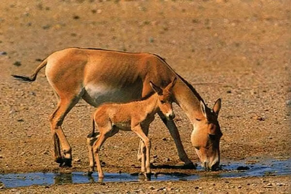 تولد سومین کره گورخرایرانی در پارک ملی کویر مرکزی+ فیلم