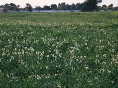 منطقه گله‌دار مقصد گردشگری  زمستانه شود 