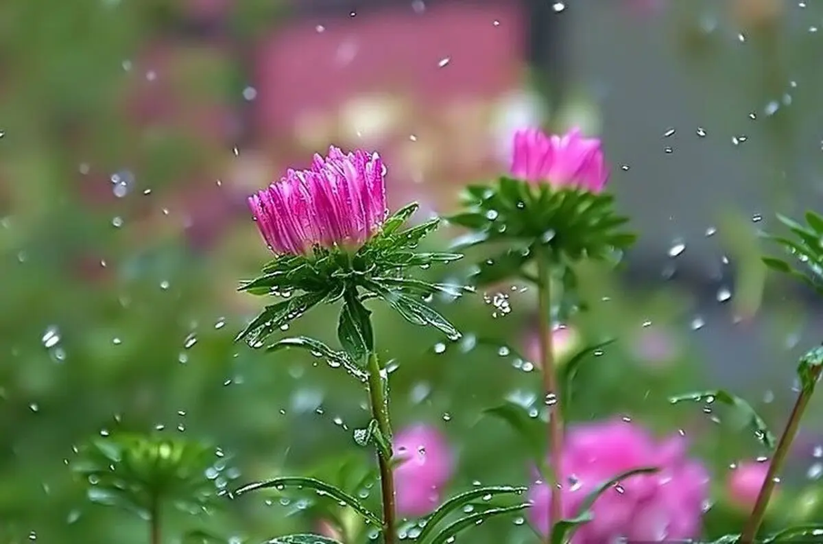 تداوم بارش‌های بهاری و کاهش دما در گیلان