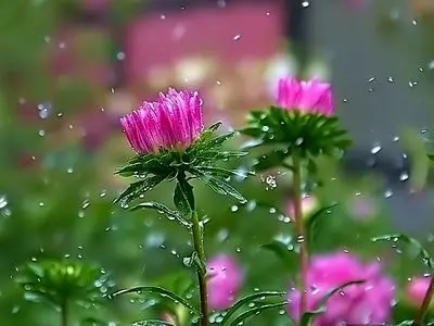 تداوم بارش‌های بهاری و کاهش دما در گیلان