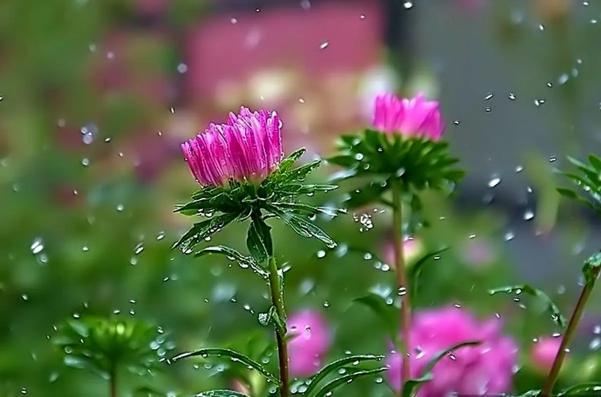 تداوم بارش‌های بهاری و کاهش دما در گیلان