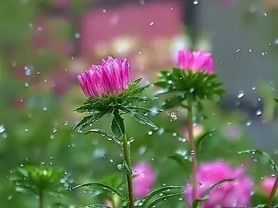تداوم بارش‌های بهاری و کاهش دما در گیلان