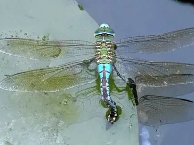 ابداع ماده جدید میکروب‌کش با الهام از بال سنجاقک