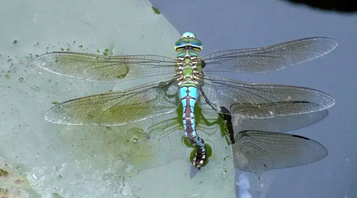 ابداع ماده جدید میکروب‌کش با الهام از بال سنجاقک