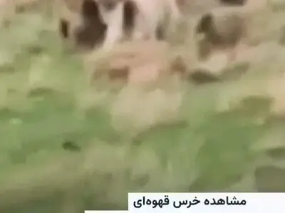 مشاهده شدن یک خرس قهوه‌ای به همراه سه توله‌اش در اشنویه + فیلم