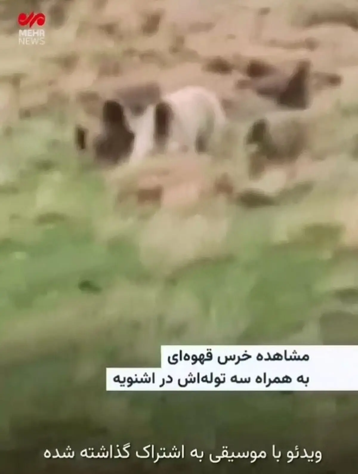 مشاهده شدن یک خرس قهوه‌ای به همراه سه توله‌اش در اشنویه + فیلم