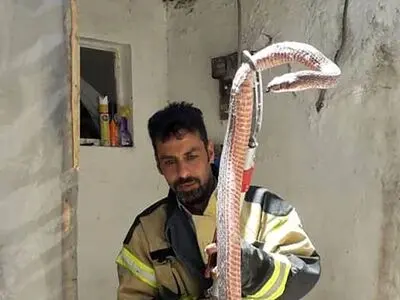 مار بر روی سینه زن زنجانی چمپاتمه زد