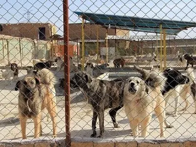 سگ‌ها بیماران کرونایی را شناسایی می‌کنند