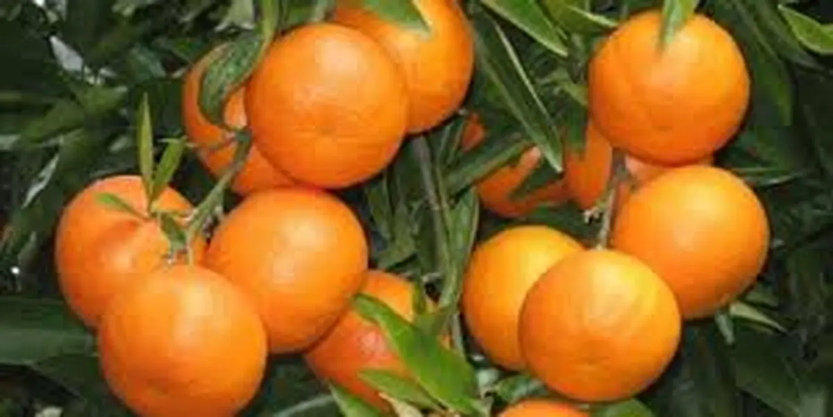 باغداران و گلخانه داران مازندرانی توصیه جهاد کشاورزی را جدی بگیرند