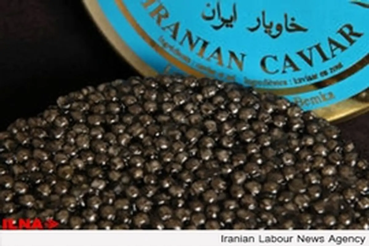 خاویار گرانترین غذای دنیا در معرض نابودی!