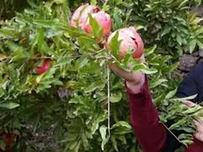 برگزاری جشنواره انار در روزهای پایانی هفته / ضرورت توسعه گردشگری یزد با حضور گردشگران خارجی