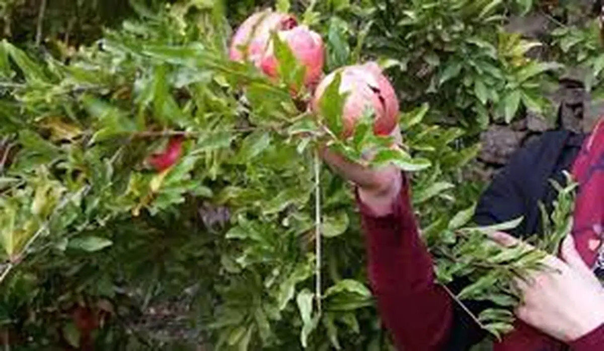 برگزاری جشنواره انار در روزهای پایانی هفته / ضرورت توسعه گردشگری یزد با حضور گردشگران خارجی
