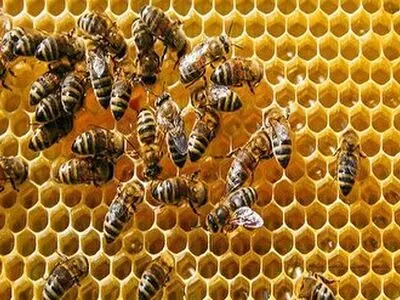 پیش بینی تولید ۷ هزار تن عسل در زنبورستانهای کرمانشاه