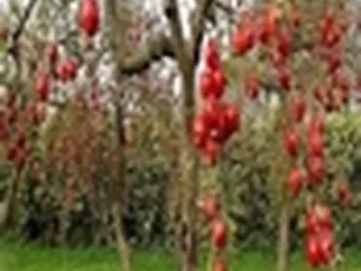 پیگیری مستمر آبیاری باغات کلانشهر کرج / درختکاری ۵۰۰ هکتاری اراضی شمال غربی کرج
