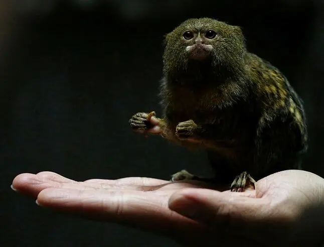 کوچکترین میمون جهان +عکس 
