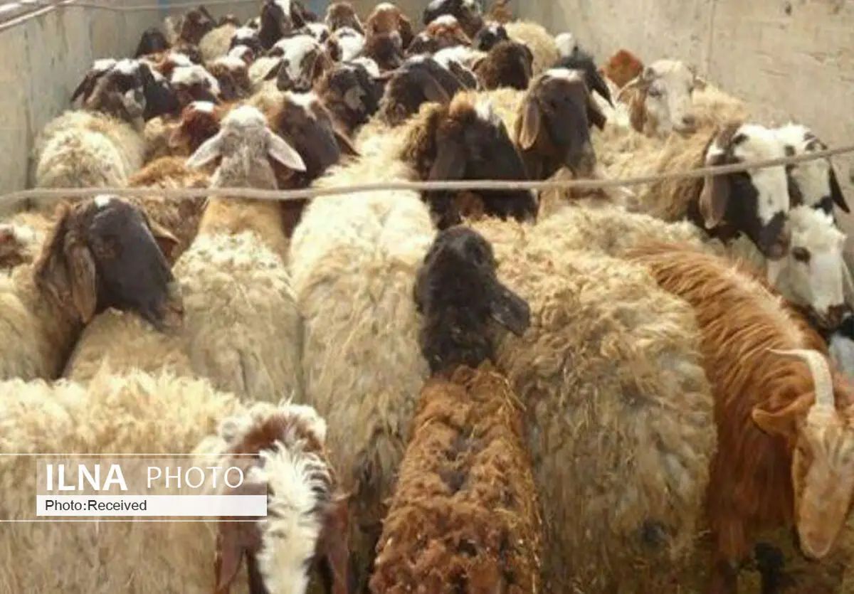 دستگیری باند سارقان احشام
