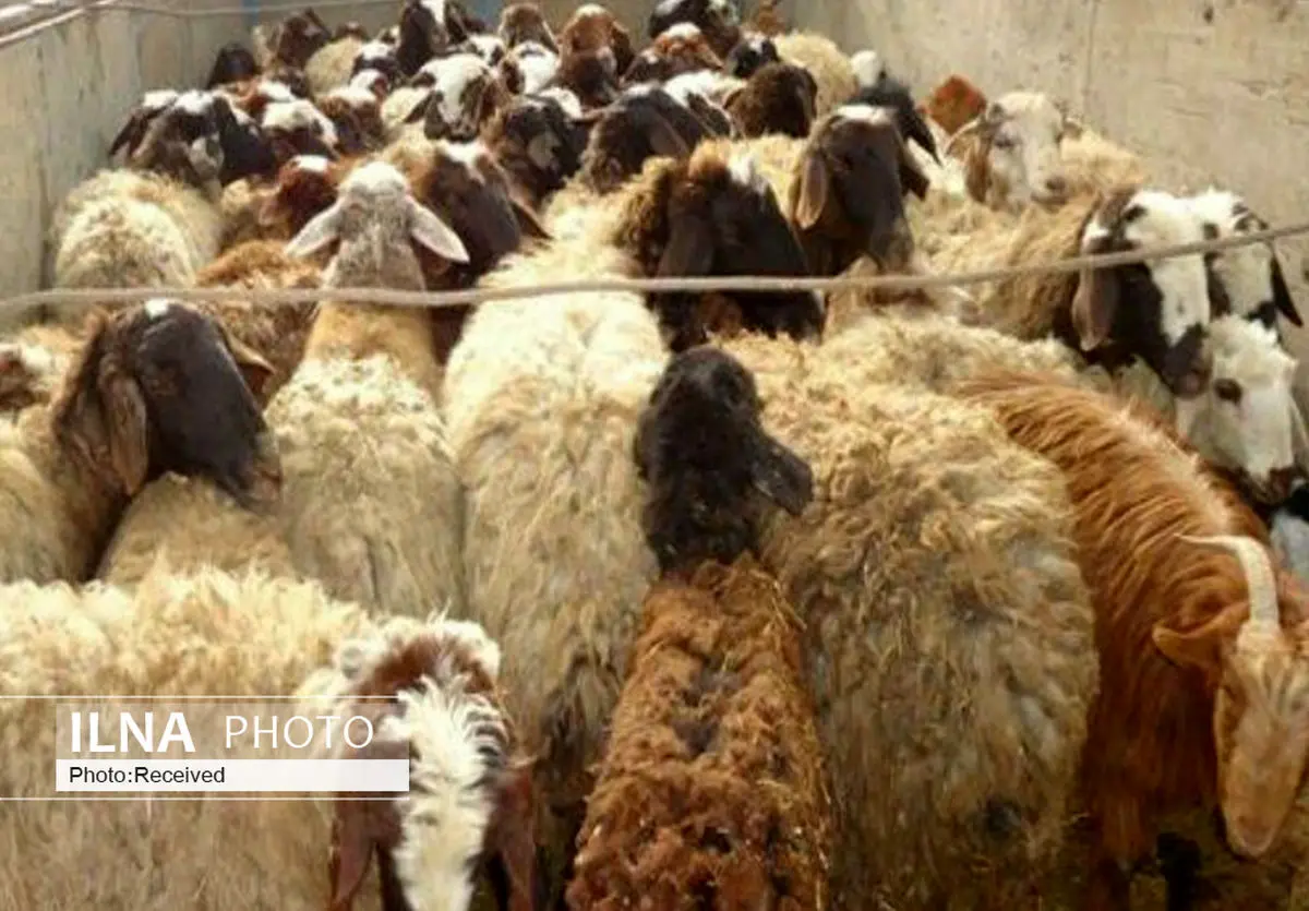افزایش بیش از ۱۶۰ درصدی قیمت گوسفند زنده در یکسال