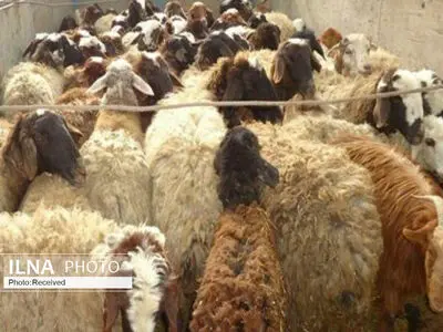470 راس گوسفند بلاصاحب در تاکستان کشف شد