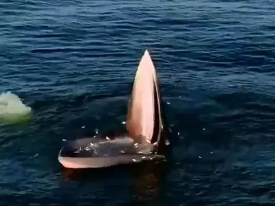 تلاش نهنگ عدن برای نفس کشیدن در دریای آلوده + فیلم