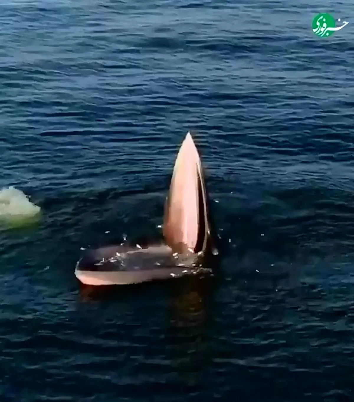 تلاش نهنگ عدن برای نفس کشیدن در دریای آلوده + فیلم