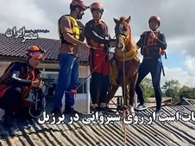 لحظه نجات یک اسب از غیرمنتظره‌ترین جای ممکن + فیلم