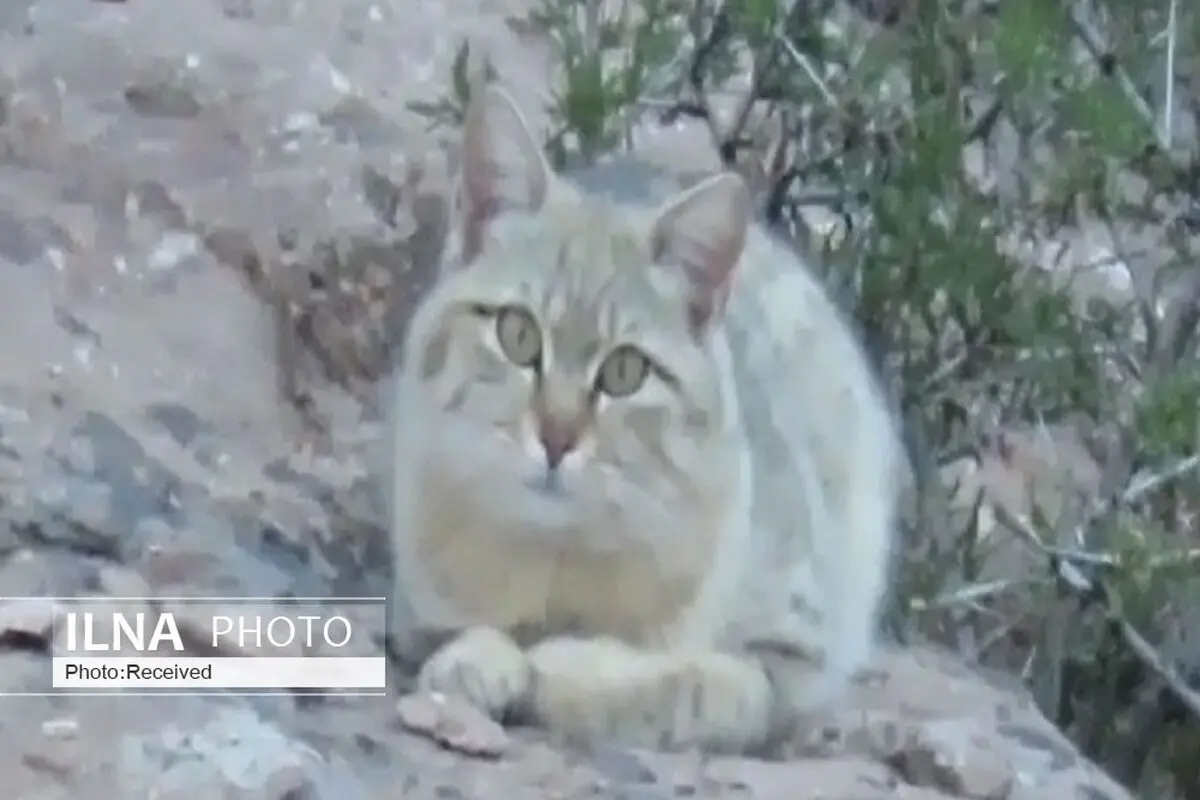 مشاهده گربه وحشی در ارتفاعات آوج