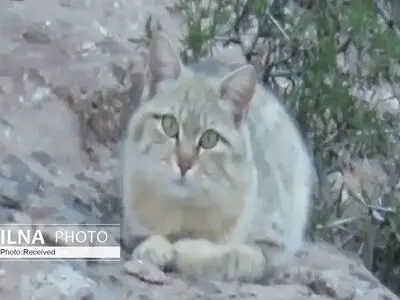 سبک جدید بهره‌کشی از گربه برای نظافت منزل!/ ویدئو