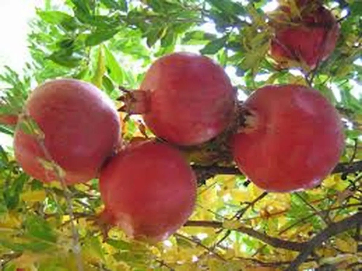 جشنواره انار اشرف ثبت شد