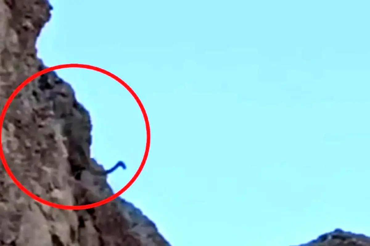 زندگی پلنگها در زیستگاههای طبیعی دماوند/ حضور پلنگ در فاصله چند متری محیطبان + فیلم