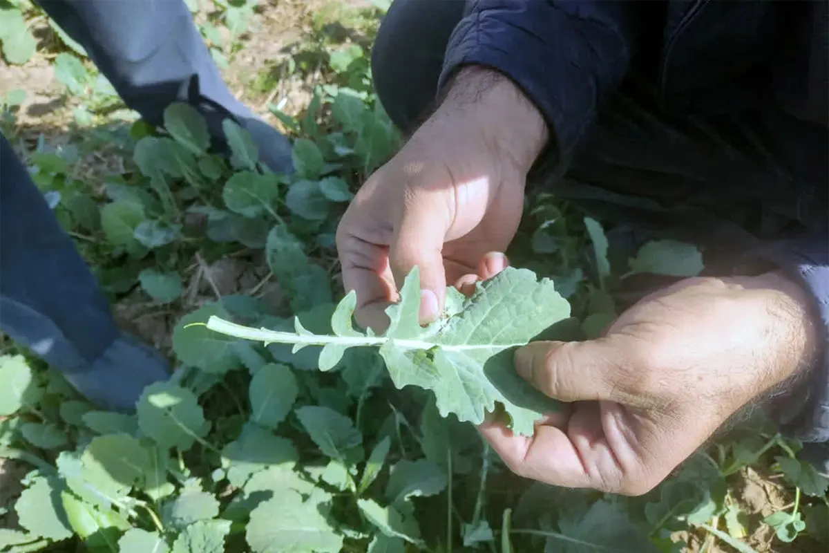 پیشرفت 50 درصدی کشت پاییزه در شهرستان البرز