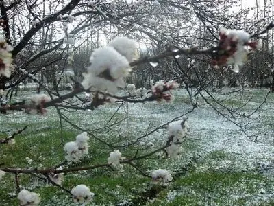 ضرورت اتخاذ تمهیدات لازم برای جلوگیری از سرمازدگی باغات