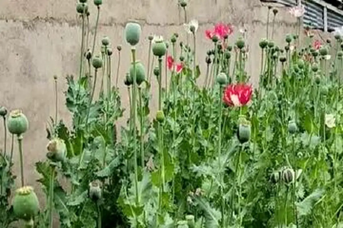 بریم خشخاش بکاریم»؛ چرا این جمله به سوژه داغ کاربران ایرانی تبدیل شد؟