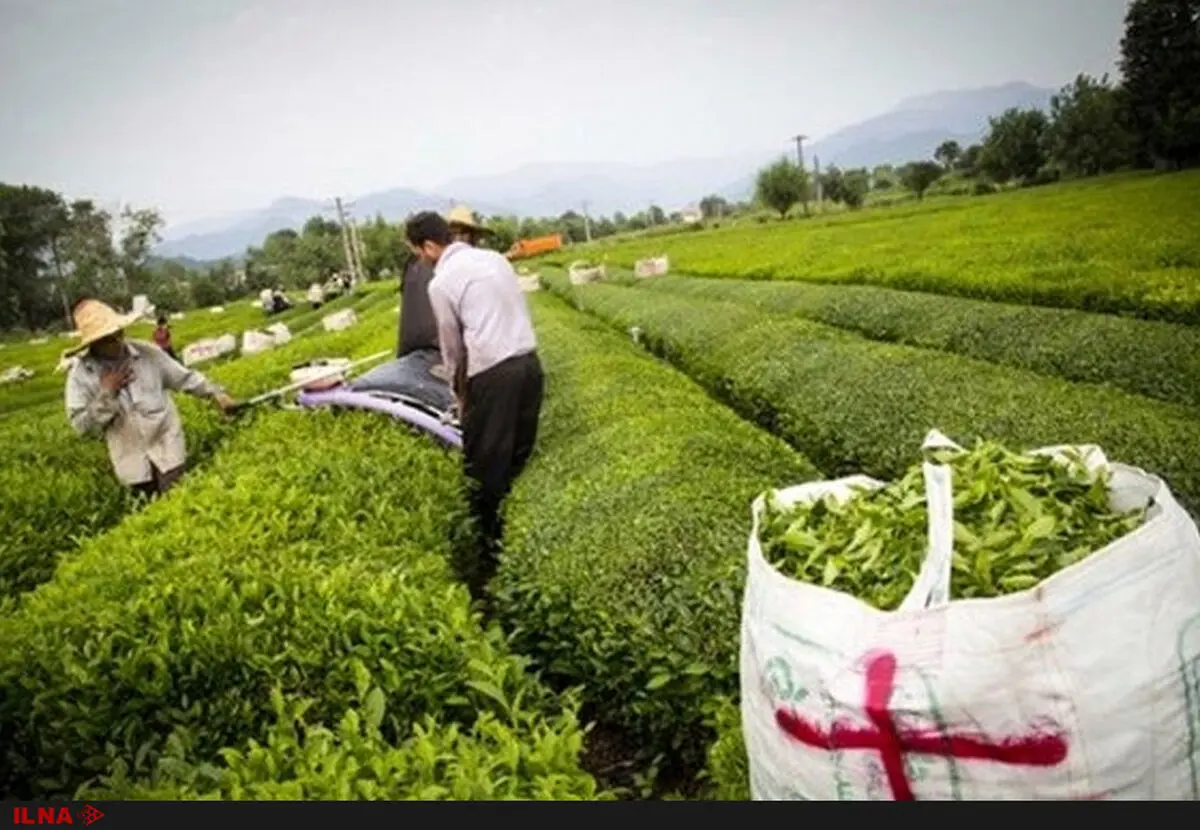 کاهش تولید چای به‌خاطر اصلاحات عجولانه دولت/روند کنونی واردات به زیان کشور است/۱۳هزار هکتار از باغات چای رها یا تغییر کاربری داده شد 