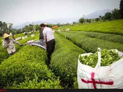 کاهش تولید چای به‌خاطر اصلاحات عجولانه دولت/روند کنونی واردات به زیان کشور است/۱۳هزار هکتار از باغات چای رها یا تغییر کاربری داده شد 