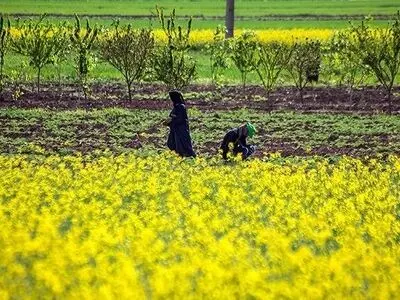 کلزاکاران مناطق گرمسیری استان نسبت به مبارزه با آفت سنک کلزا اقدام نمایند