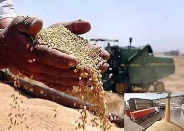 خرید تضمینی 100 هزار میلیارد ریالی گندم از کشاورزان در استان مرکزی