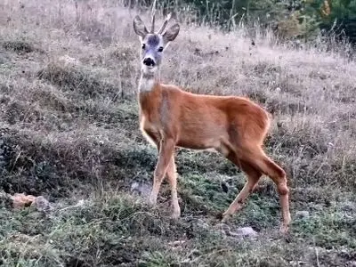 asdasd