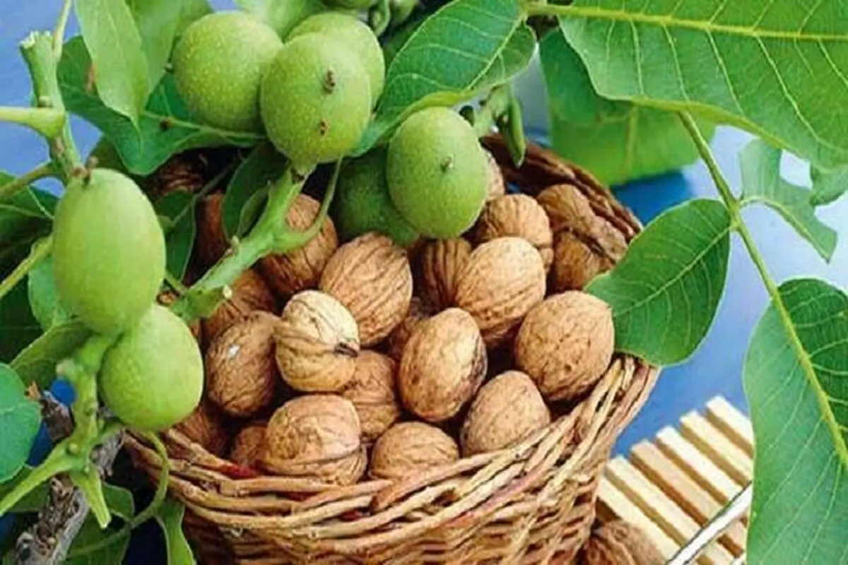 ممنوعیت خرید وفروش گردو با پوست سبز تا 20 شهریور در تویسرکان