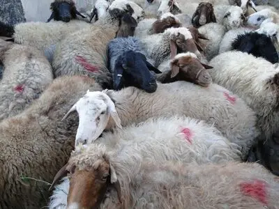 کشف ۷۲ راس احشام قاچاق در مرز مریوان