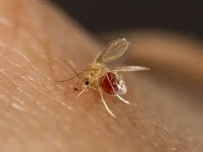افزایش خطر شیوع بیماری سالک در فصول گرم سال