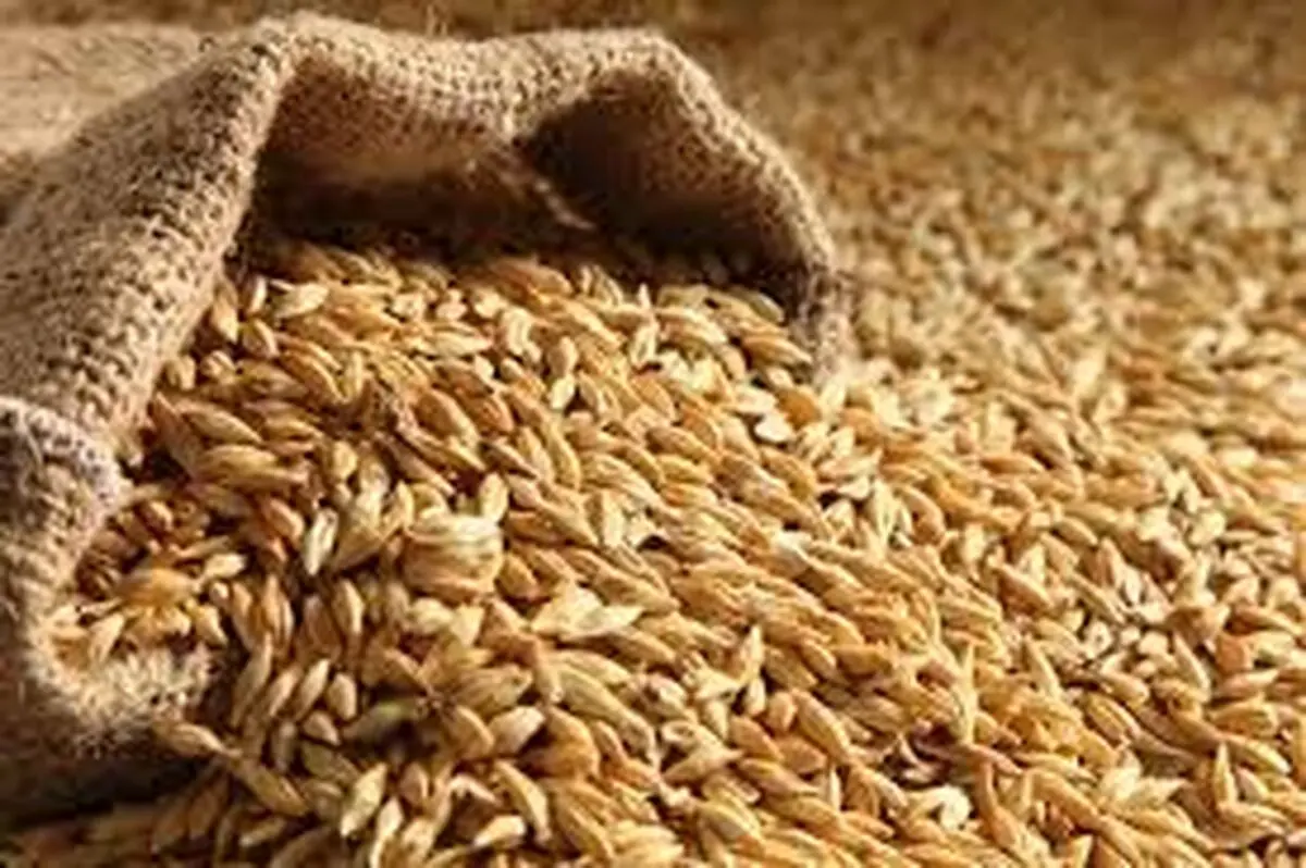 گمرک ممنوعیت واردات انواع گندم را ابلاغ کرد