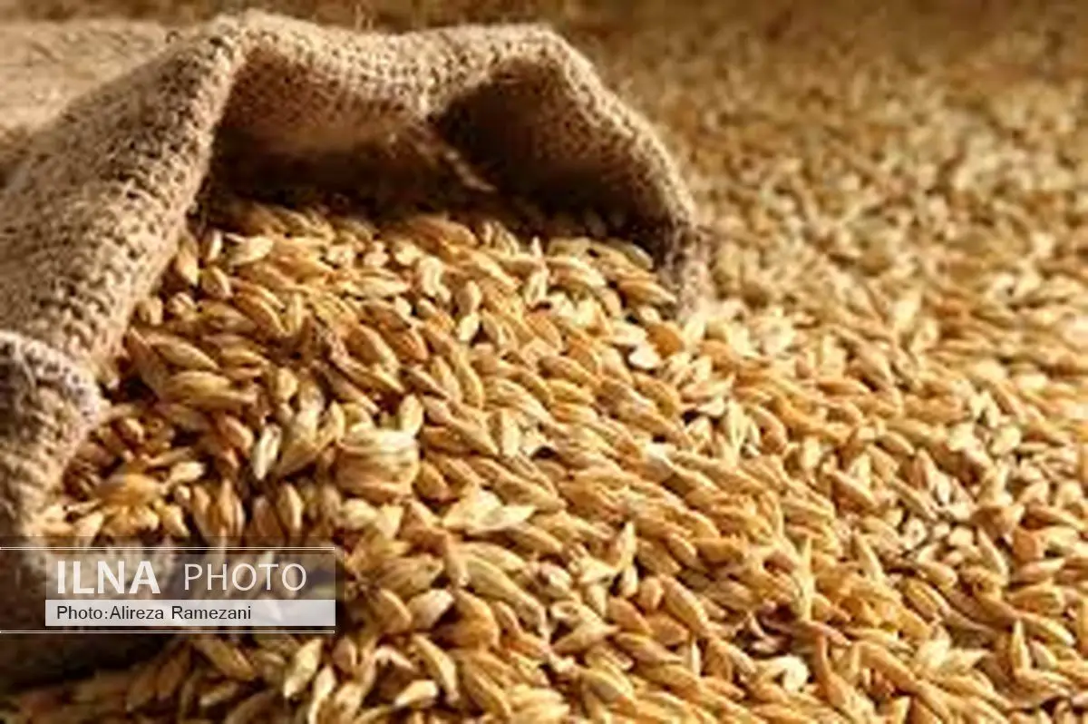 واریز 3 هزار میلیارد تومان به حساب گندمکاران