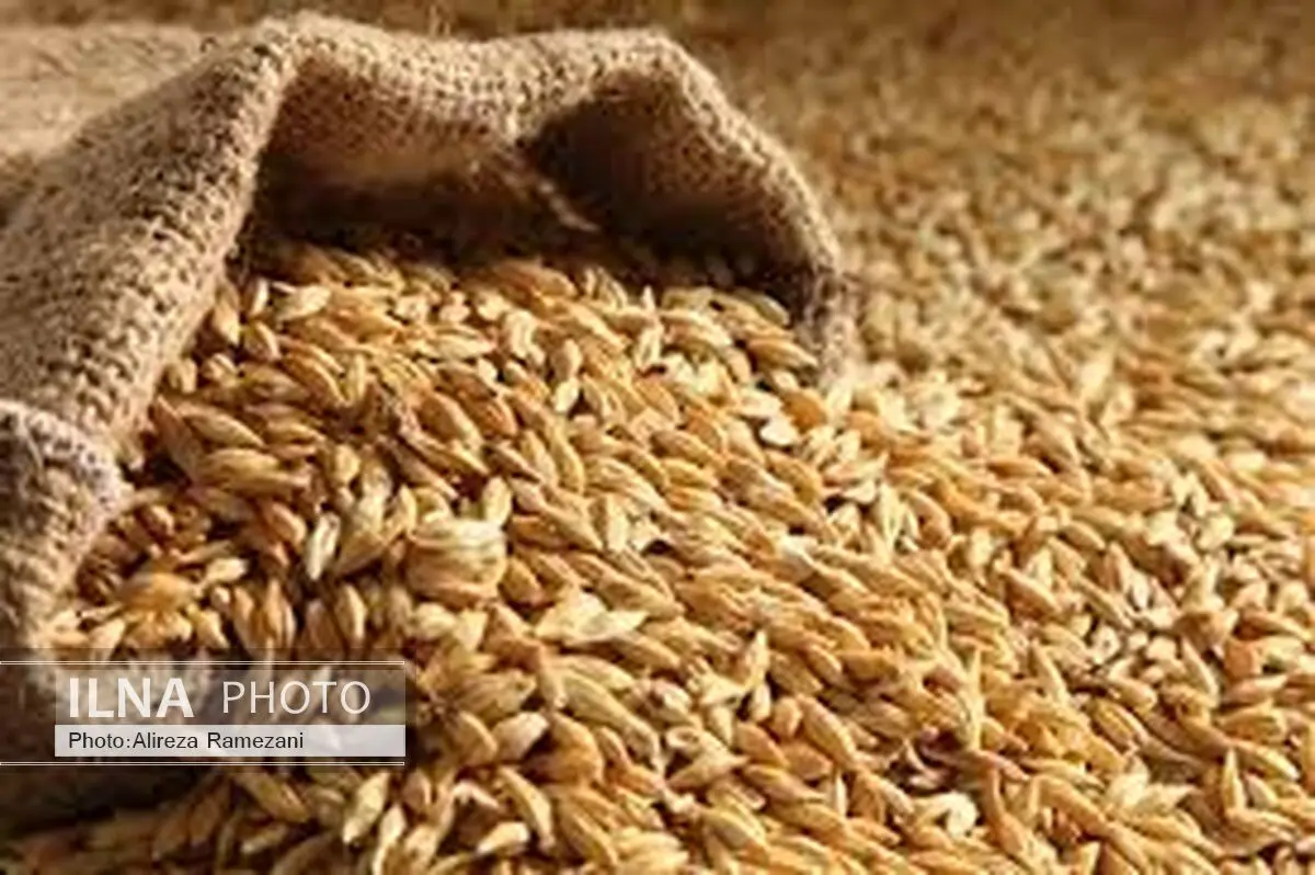واریز 3 هزار میلیارد تومان به حساب گندمکاران