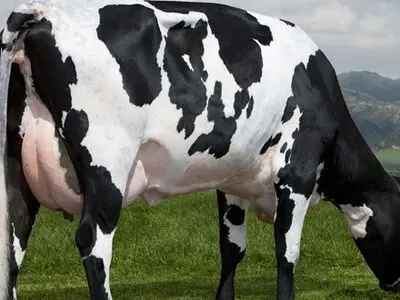 بررسی پرونده پرورش گاو شیری 