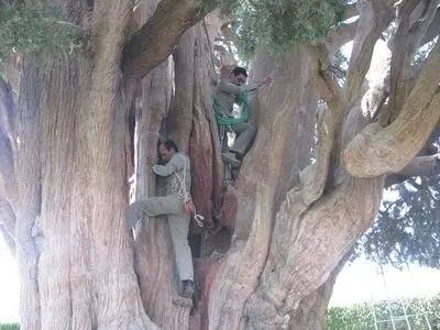 شادابی بیش از حد درخت کهنسال، کارشناسان را وادار به چاره اندیشی کرد
