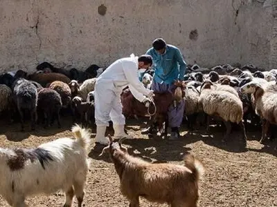 آغاز واکسیناسیون رایگان دام‌های عشایر بر علیه تب برفکی و تب مالت در لرستان