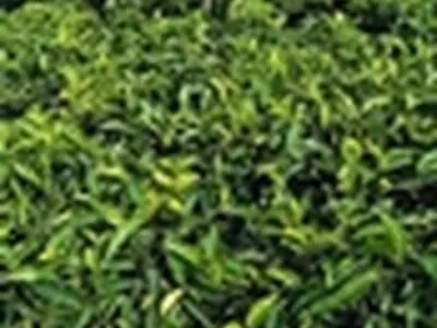 کاهش تولید چای در سال جاری