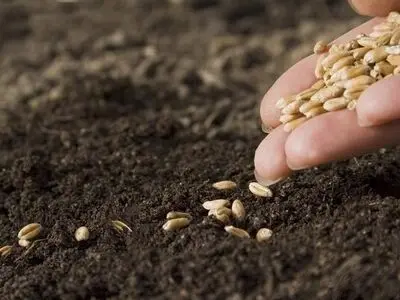 توزیع ۶۰۰۰ تن بذر گندم در بین کشاورزان بوکانی